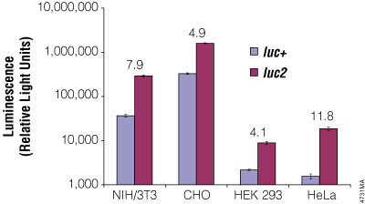 The firefly luc2 gene displays higher expression than the luc+ gene.