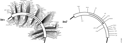Reduced number of consensus transcription factor-binding sites for the luc2 gene.