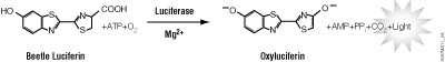 The luciferase reaction.