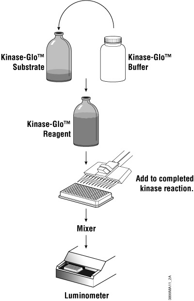 Schematic diagram of the Kinase-Glo® Assay protocol.