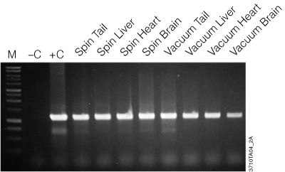 Amplification of genomic DNA isolated from various tissue sources using the Wizard® SV Genomic DNA Purification System.