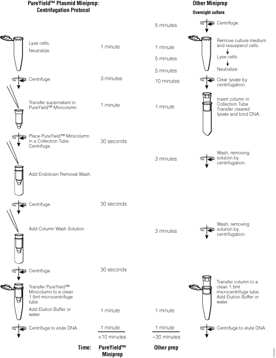 The PureYield™ Plasmid Miniprep System yields transfection-quality DNA in approximately 10 minutes.