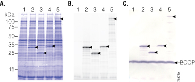 Coupled in vitro transcription/translation of circular DNA templates using the S30 T7 High-Yield Protein Expression System.