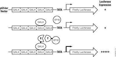 Schematic representation of the CheckMate™ Mammalian Two-Hybrid System.