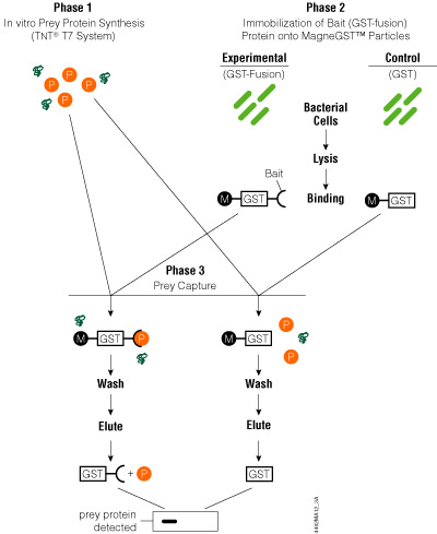 Schematic diagram of the MagneGST™ Pull-Down System protocol.