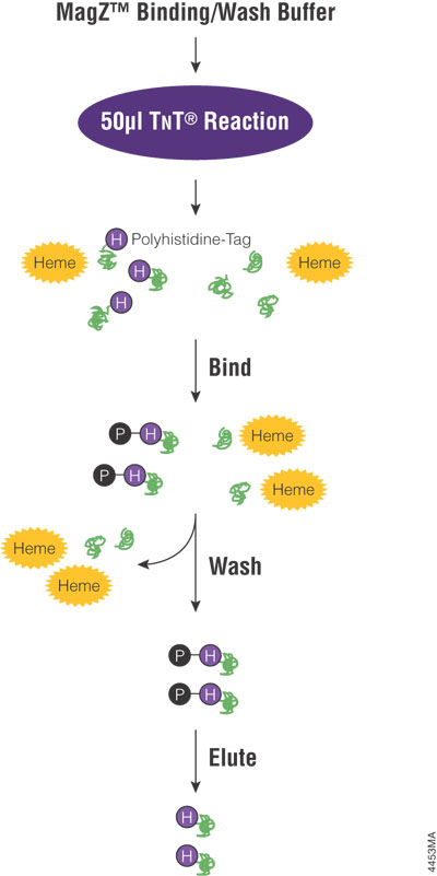 Schematic diagram of the MagZ™ Protein Purification System.