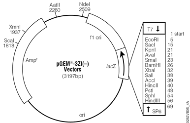 pGEM-3Zf(–) Vector.