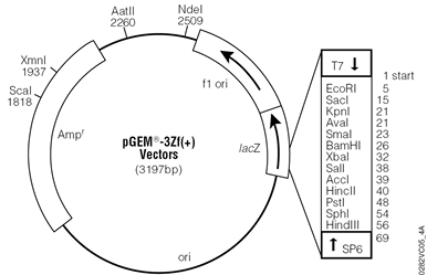 pGEM-3Zf(+) Vector.