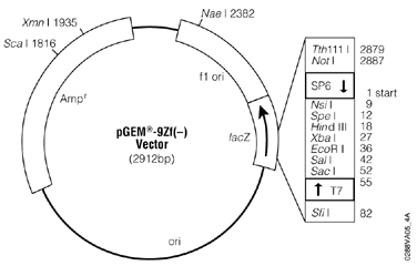 pGEM-9Zf(–) Vector.