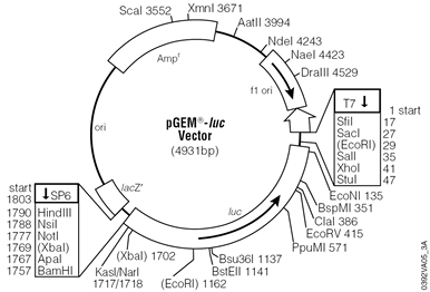 pGEM-luc Vector.
