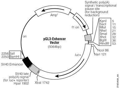 pGL3-Enhancer Vector.