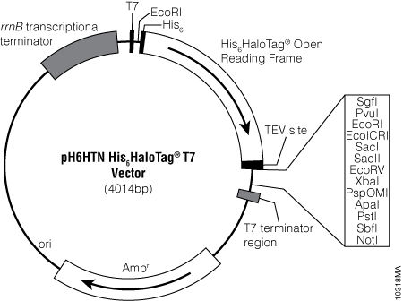 pH6HTN His6HaloTag® T7 Vector.