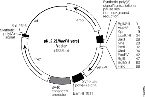 pNL2.2[NlucP/Hygro] Vector.