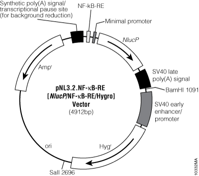 pNL3.2.NF-kB-RE[NlucP/NF-kB-RE/Hygro] Vector.