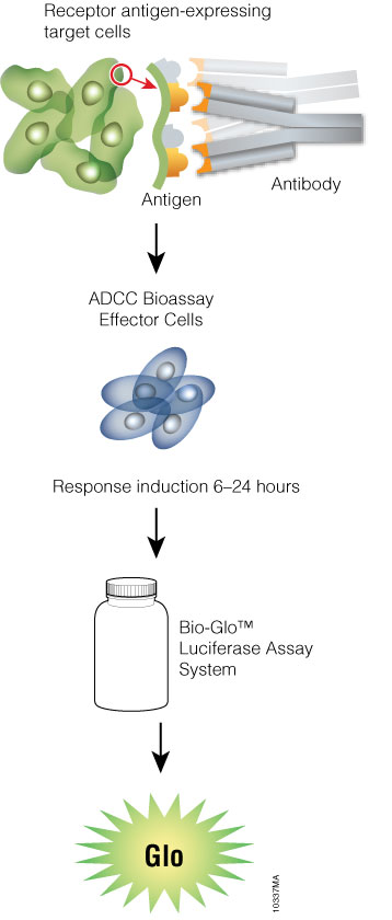Schematic protocol for the ADCC Reporter Bioassay.