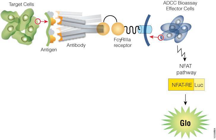 Representation of the ADCC Reporter Bioassay.