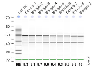 10486TA_RNA purified with ReliaPrep RNA Cell Miniprep System