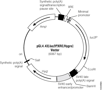 pGL4.43[luc2P/XRE/Hygro] Vector.