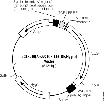 pGL4.49[luc2P/TCF-LEF RE/Hygro] Vector.