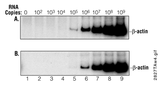 Analysis of RT-PCR products amplified from increasing copies of synthetic RNA.