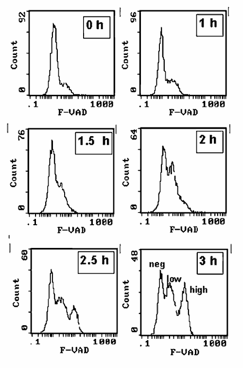 Response of Jurkat T cells to anti-Fas IgM treatment.