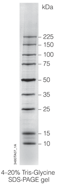 Broad Range Protein Molecular Weight Markers.