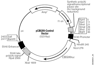 pCBG99-Control Vector.