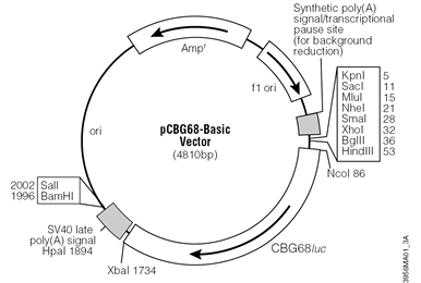 pCBG68-Basic Vector.