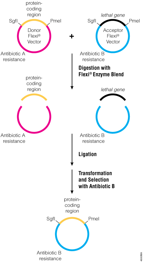 Transfer of a protein-coding region between N-terminal or native Flexi® Vectors.