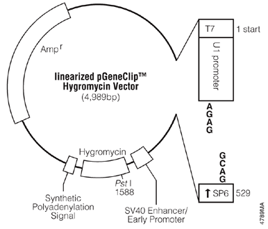 Linearized pGeneClip Hygromycin Vector.