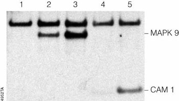 Western blot analysis of cell lysates from CHO cells transfected and selected for expression of polyhistidine-MAPK9 (~50kDa) or polyhistidine-CAM1 (~25kDa) proteins.