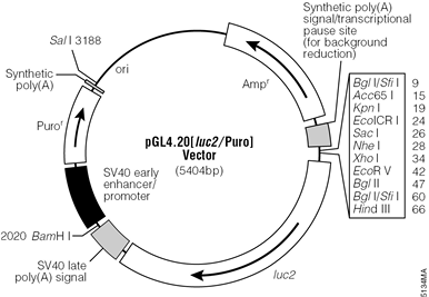 pGL4.20[luc2/Puro] Vector.