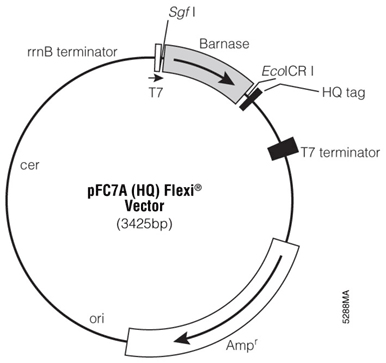 pFC7A (HQ) Flexi Vector.