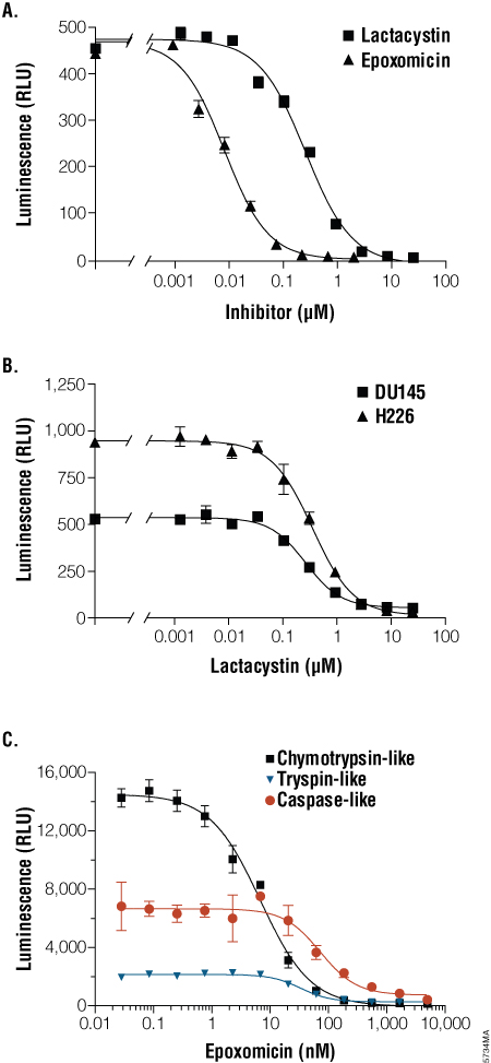 Monitoring proteasome inhibition using different inhibitors and cell lines.