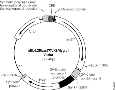 pGL4.29[luc2P/CRE/Hygro] Vector.