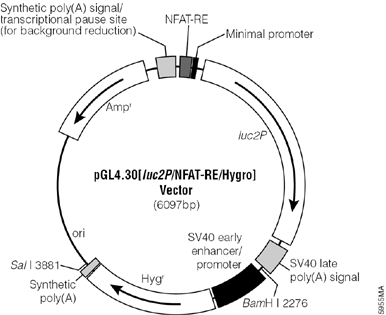 pGL4.30[luc2P/NFAT-RE/Hygro] Vector.