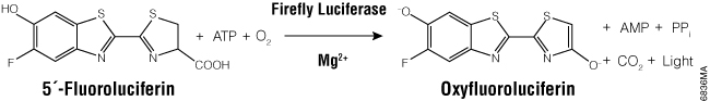 ONE-Glo Luciferase Assay System uses a novel firefly luciferase substrate, 5´-fluoroluciferin.