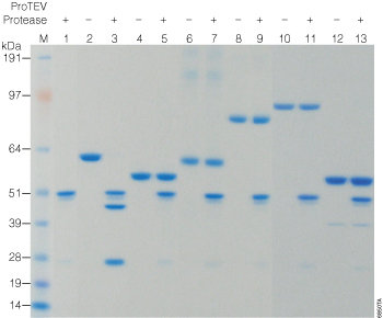 ProTEV Protease has highly specific proteolytic activity.