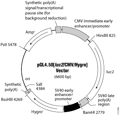 pGL4.50[luc2/CMV/Hygro] Vector.