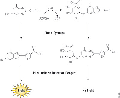 Conversion of UGT Multienzyme Substrate by UGT enzymes.