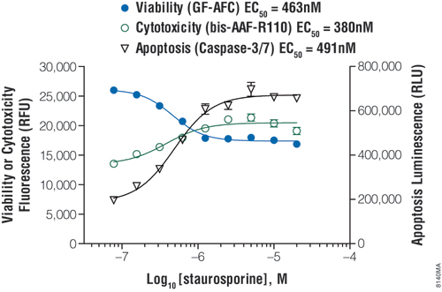 Apoptosis results using the ApoTox-Glo Triplex Assay protocol.