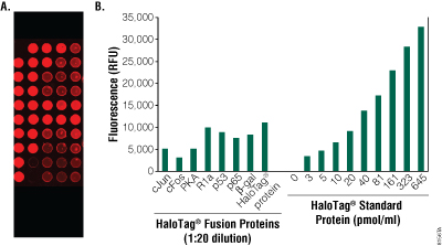 Detecting capture of HaloTag bait fusion proteins on HaloLink Slides. 