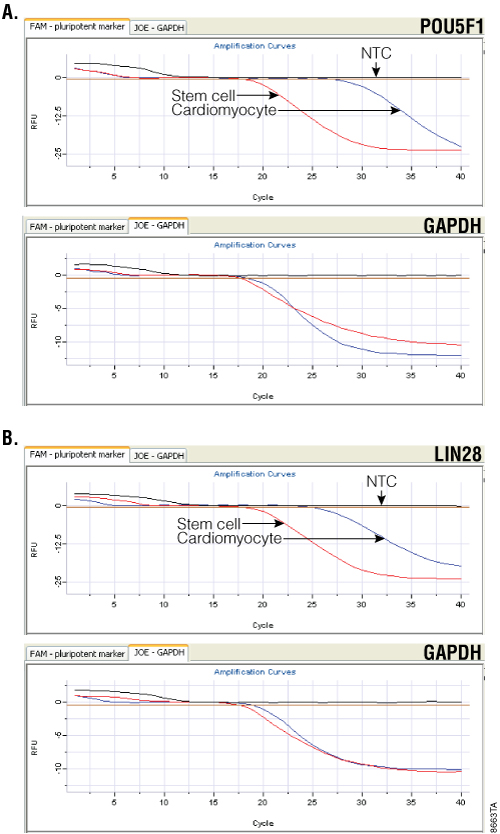 Monitoring cardiomyocyte cell differentiation.