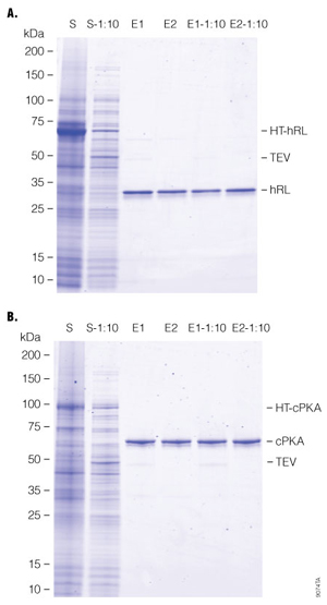 Protein recovery from diluted lysates.
