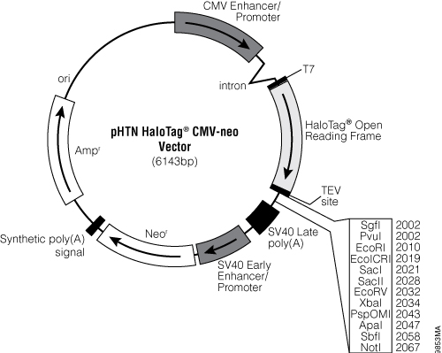 pHTN HaloTag® CMV-neo Vector