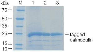 Comparison of the amount of polyhistidine-tagged protein recovered using different elution conditions.