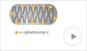 Intrinsic Triggering of Apoptosis Animation Thumbnail