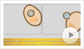 transfection01-thumb