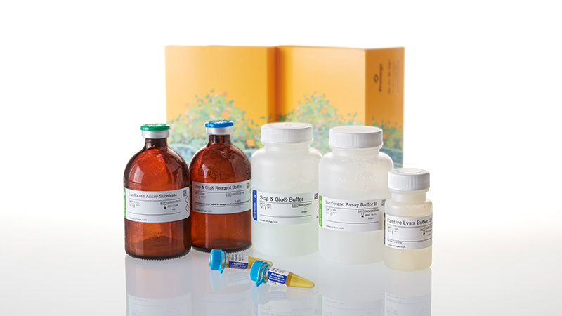 E1980_Dual-Luciferase--Reporter-1000-Assay-Sys_3