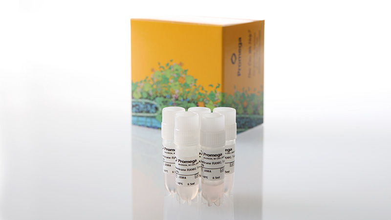 j3385-membrane-rankl-target-cells-5x-3